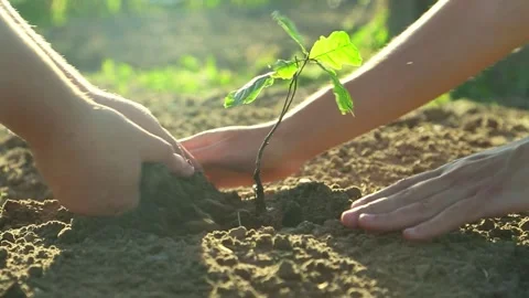 Hands covered with soil around the planted green rasts of the Bood tree in the Stock Footage 316258111