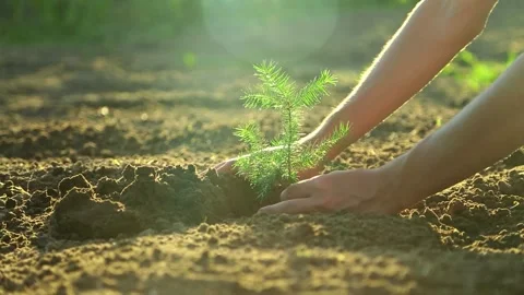 Hands covering soil around young green seedling outdoors Video stock 316036826