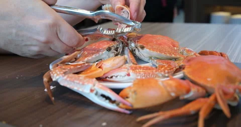 Hands Cracking Open Crab Leg for Fresh Seafood Meal Preparation Stock Footage 301742043