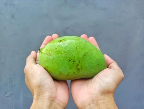 Hands cradle a fresh green mango Stock Photos