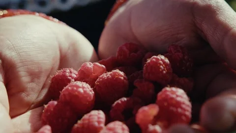 Hands cradle ripe, red raspberries. Sunlight shines softly through the muted Stock Footage 336185609