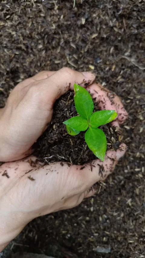 Hands cradle a tiny green plant Stock Footage 331442862