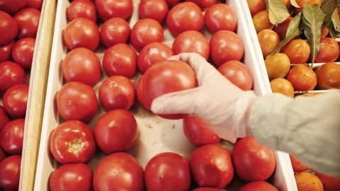 Hands of customer in gloves take choose tomatoes in marketplace. Stock Footage 140219750