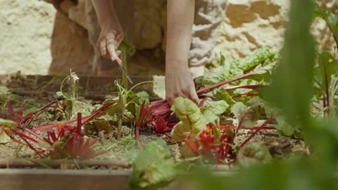 Hands cut and pull fresh chard from earth 库存影片 336916835