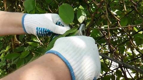 Hands cut branches slow motion Stock Footage 95579497