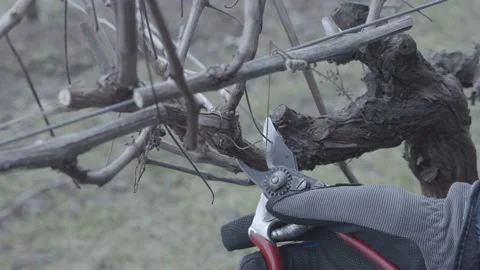 Hands cut the branches of a vineyard with a shears. Stock Footage 197678085