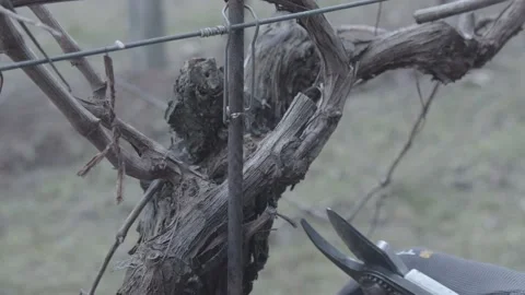 Hands cut the branches of a vineyard with a shears. Stock-Footage 197678117
