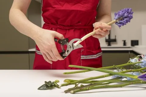 Hands cut lavender stem using pruning tool on table. Person trims flower Stockfoto's