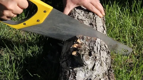 Hands to cut a log saw Stock Footage 79070270