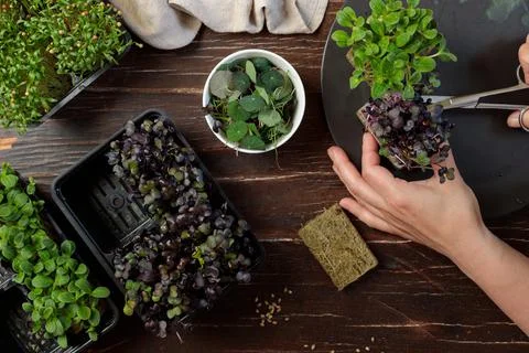 Hands cut off the micro-green. Top view of different varieties of micro-greenery Stock Photos