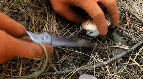 Hands cut off mushroom on the greasers Stock Footage 50374619