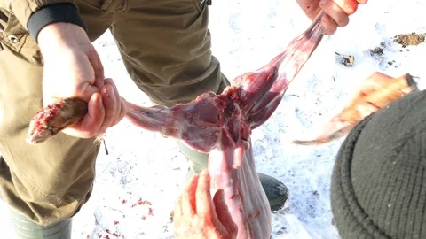 Hands cut a stomach on a rabbit carcass and get internal organs Stock Footage 123574968