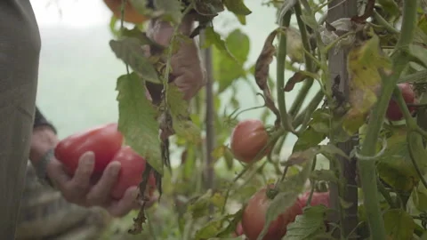 Hands Cutting and Gathering Red Tomatoes Stock Footage 160322909