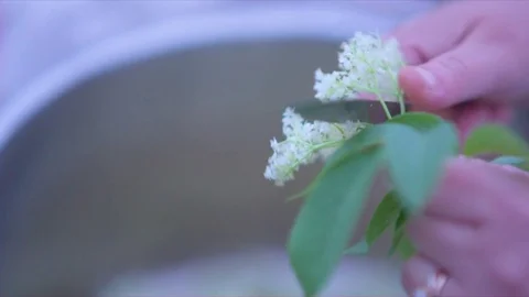 Hands cutting the flowers in a container Stock Footage 76135694