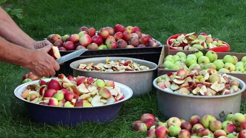 Hands Cutting Fresh Apples for Harvest Processing Outdoors Stock Footage 346247332