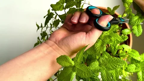 Hands cutting fresh mint with scissors, home gardening Stock Footage 334075659