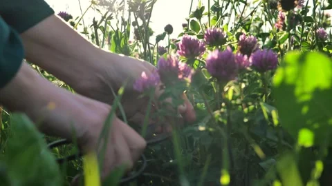 Hands cutting red clover flowers with garden shears. Clover red extract. Stock Footage 263068997