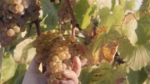 Hands cutting ripe bunch of white grapes at sunrise in vineyard Stock Footage