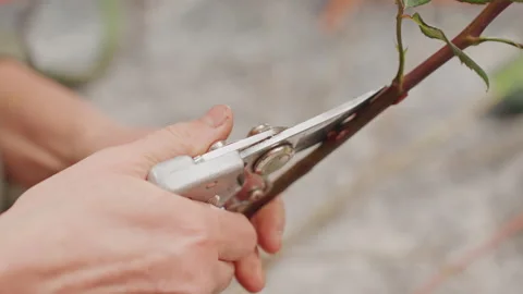 Hands cutting rose stems florist pruning workshop, metal secateurs slicing woody Stock Footage 330036532