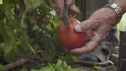 Hands Cutting Stem of Tomato Putting it in a Tomato Box Stock Footage 160323483