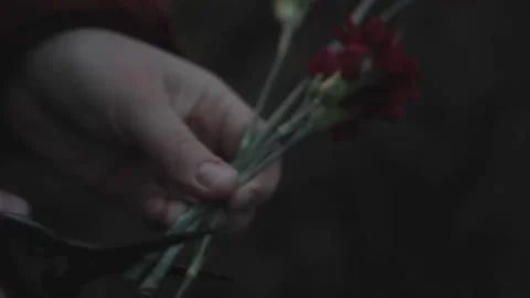 Hands cutting the stems of flowers at night Stock Footage 168331236