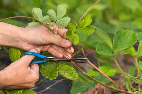 Hands cutting strawberry runners with scissors Stock Photos