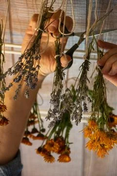 Hands cutting strings of dried flower bundles off a drying rack Stock Photos