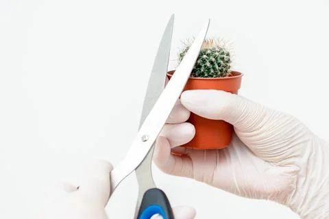Hands cutting thorn of cactus Stock Photos