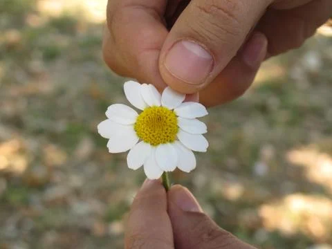 Hands with daisy flower Stock Photos