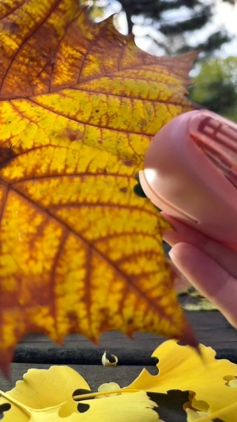 Hands decorate colorful maple leaf using heart-shaped craft punch in autumn Stock Footage 343476759