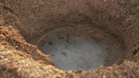 Hands dig a hole with their hands in the sand on the beach in summer Stock Footage 137822193