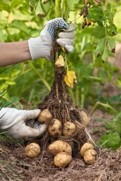 Hands with digging bush potato Stock Photos