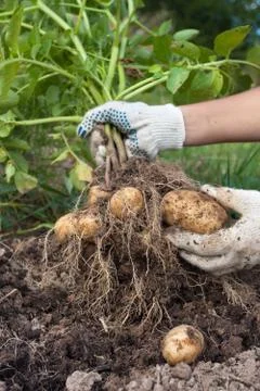 Hands with digging bush potato in the vegetable garden Stock Photos