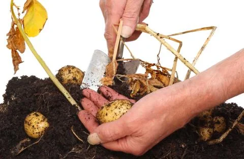 Hands digging potatoes Stock Photos