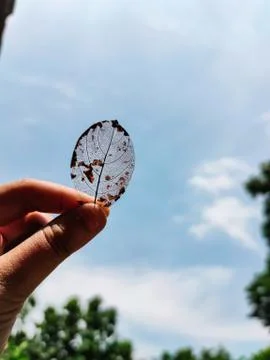 At the hands of a dilapidated dead tree leaf. Stock Photos