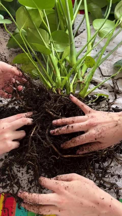 Hands in Dirt During a Gardening Session for Plant Root Exploration in a Sunny Stock Footage 306592432