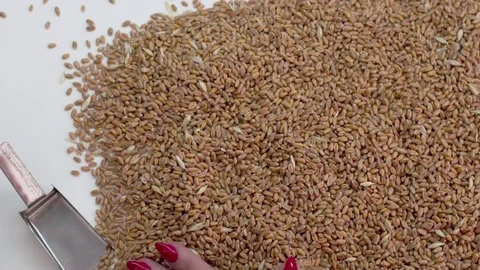 The hands distribute the grain on the table to check Vídeo Stock 81392585