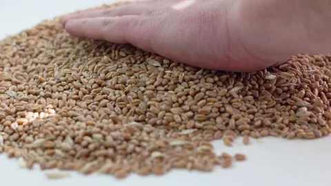 The hands distribute the grain on the table to check Vídeo Stock 81392762