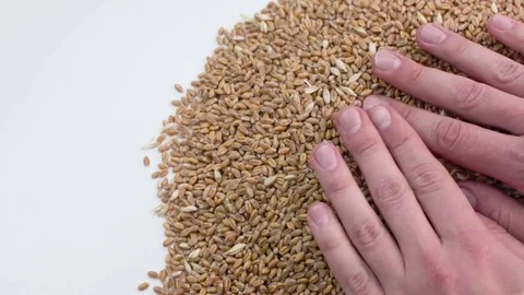 The hands distribute the grain on the table to check Vídeo Stock 81392801