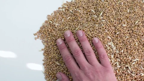 The hands distribute the grain on the table to check Vídeo Stock 81392829