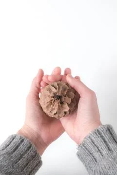 Hands dressed in a gray wool sweater holding a pine cone. Christmas or New Ye Stock Photos