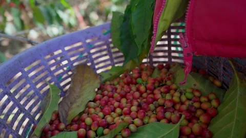 Hands Dropping the Coffee Cherry Harvest: The Art of Harvesting Stock Footage 292848818