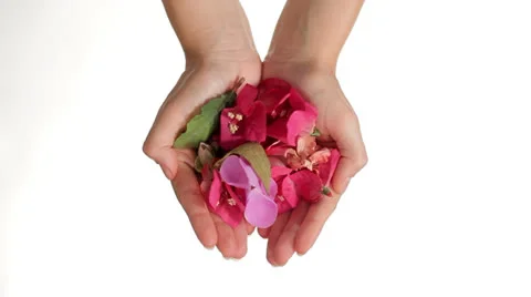Hands Dropping Pink Flowers on white background Video stock 27120970