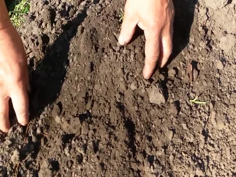 Hands earth Stock Footage 79070203