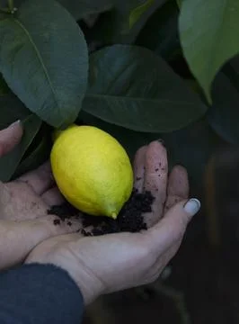 "Hands of the Earth: A Gift from the Tree" Stock Photos