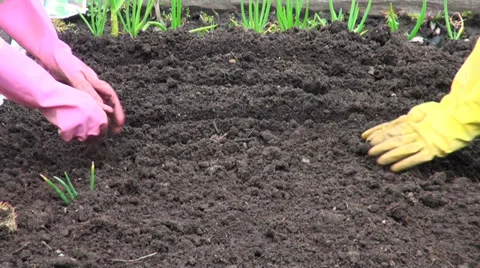 Hands, earth, patch. Stock Footage 37972765