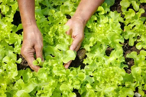 The hands of the elderly do agriculture Catch organic green salad greens in.. Stock Photos