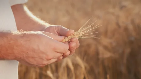 The hands of an elderly farmer hold a spike of wheat, how much the quality of Stock Footage 136083637