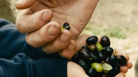 Hands of an elderly man while passing Italian olives in the hands of a child Stock Photos