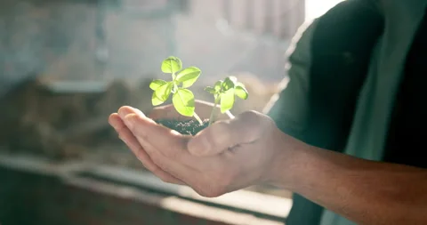 Hands, engineer and site with plant growth, sustainability and earth day for Stock Footage 337150952